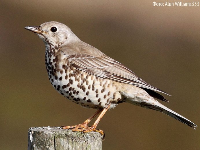 Певчий Дрозд деряба