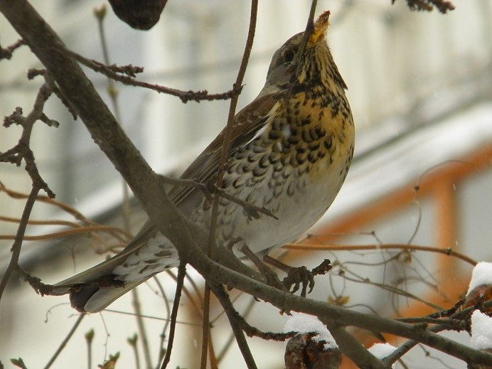 Певчий Дрозд деряба