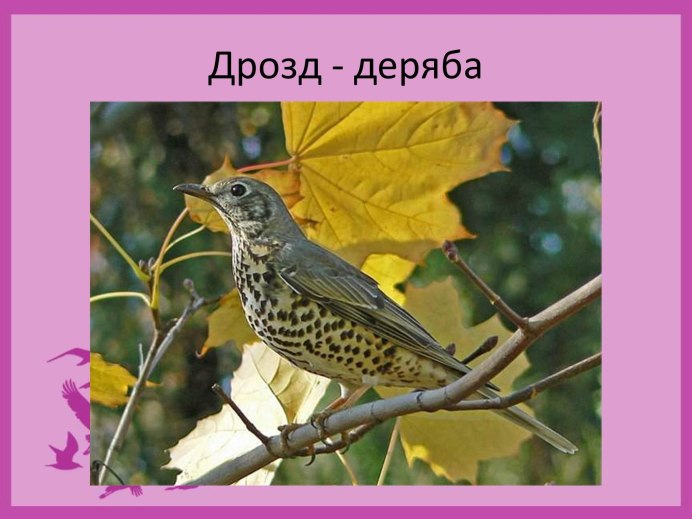Певчий Дрозд