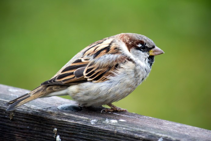 Пятнистый Воробей