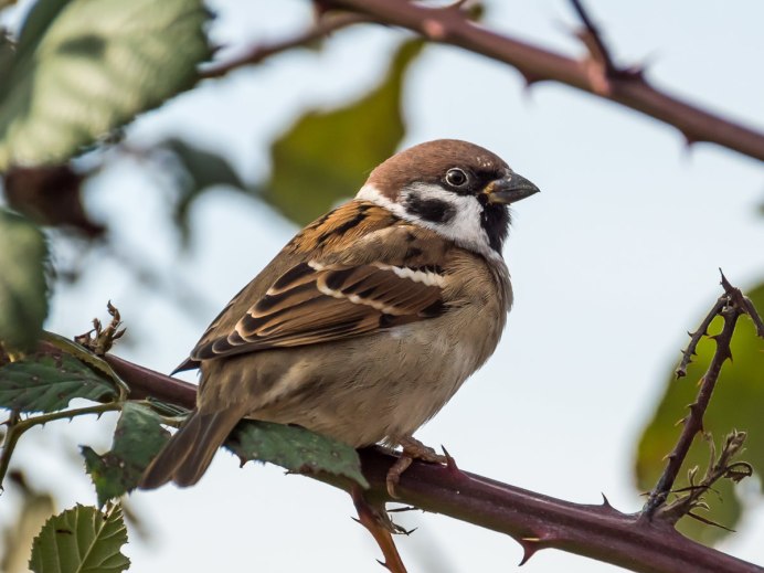 Дикие птицы Воробей