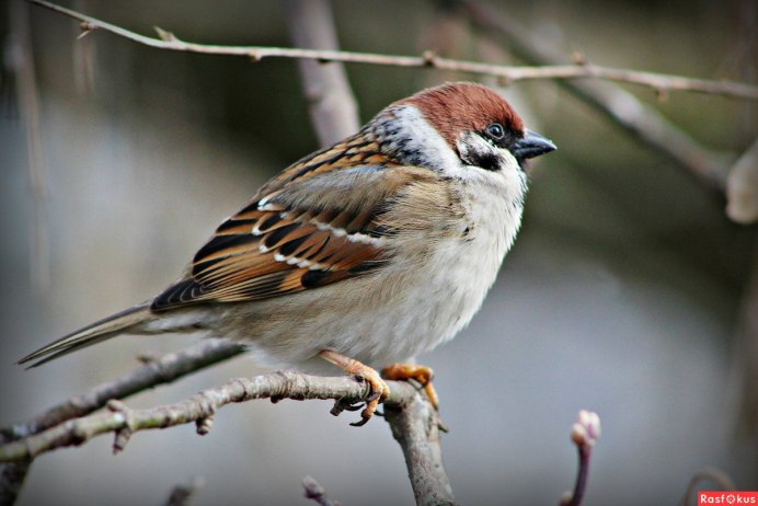 Африканский Воробей