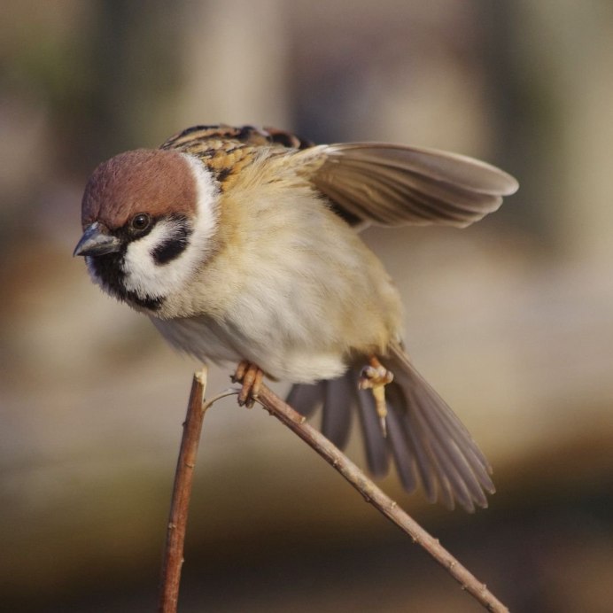 Красноголовый Воробей