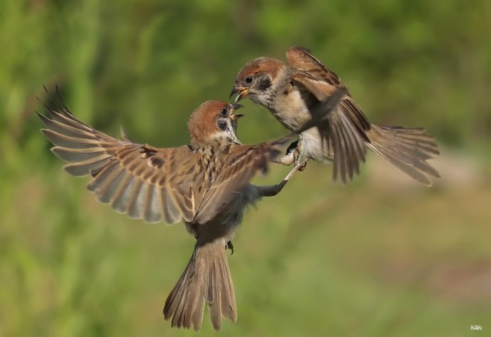 Воробей Макросъемка