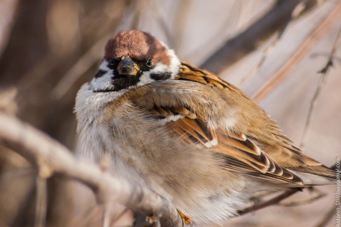 Лесной Воробей
