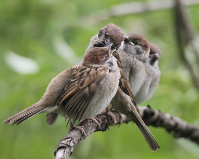 Воробей самец