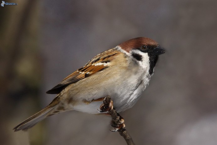 Ночной Воробей