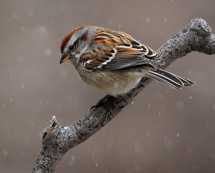 Домовый Воробей
