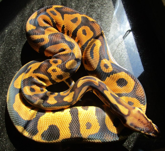 Morelia viridis желтый