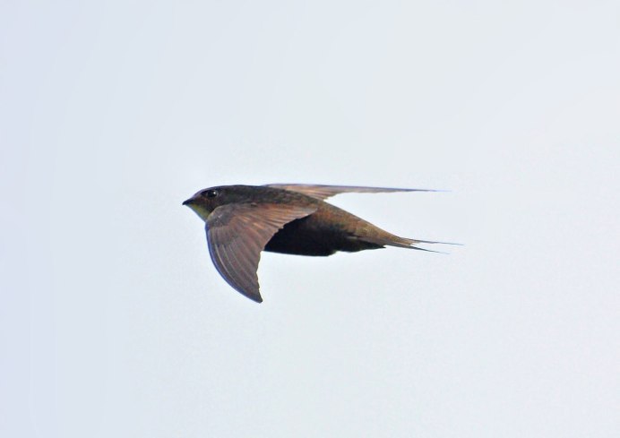 Khal indian Flying Pigeon