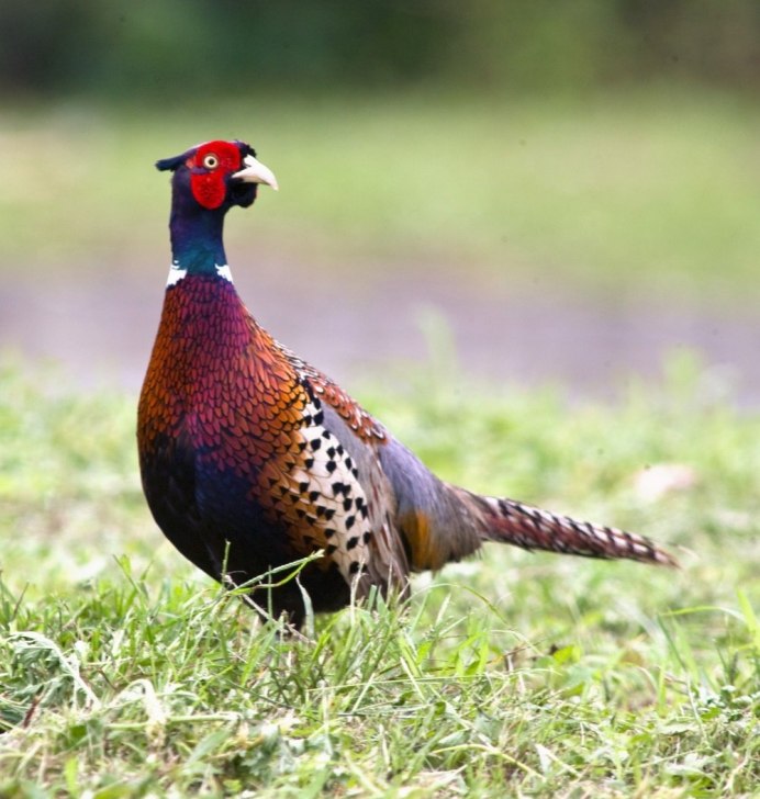 Зелёный фазан / Phasianus versicolor
