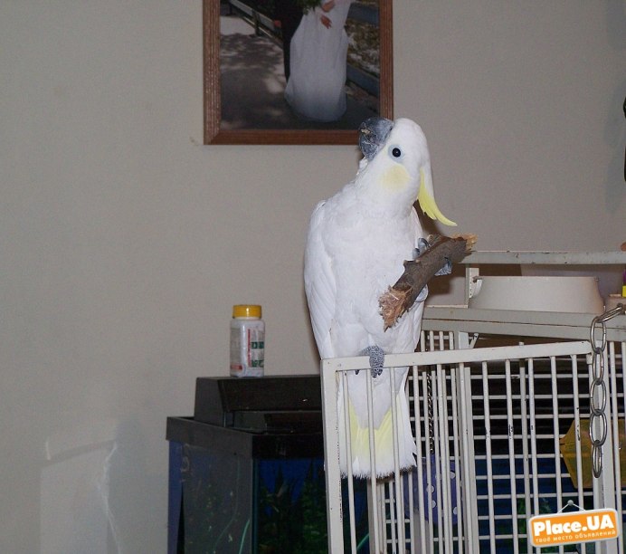 Какаду отказники