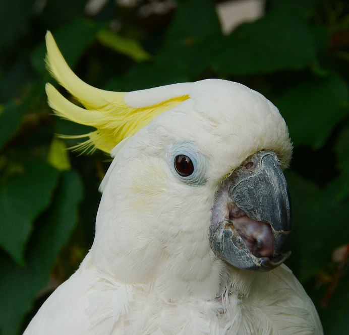 Остров Какаду Cockatoo Island