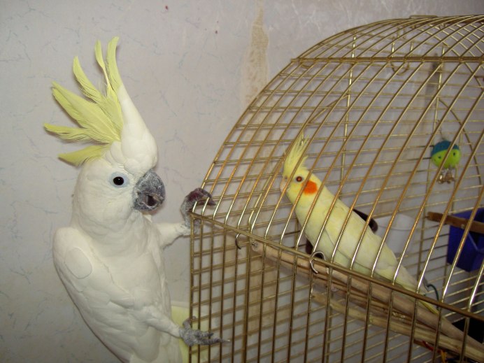 Злой Какаду