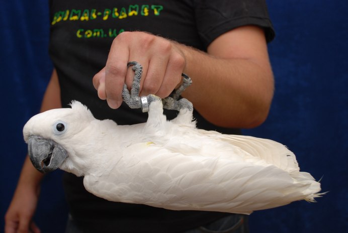 Cacatua Alba