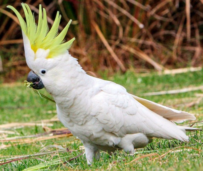 Sulphur Crested Cockatoo