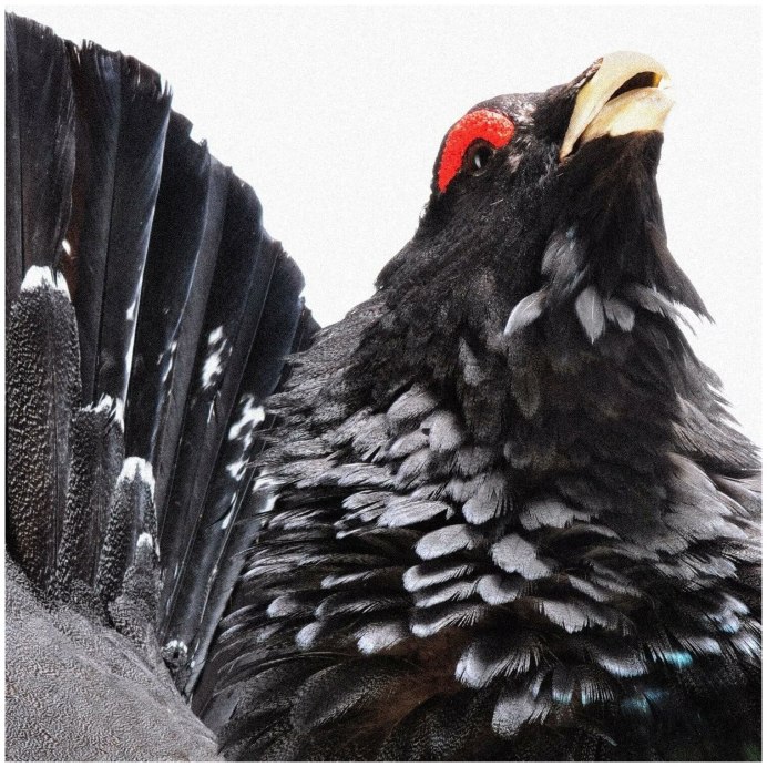 Каменный Глухарь (Tetrao parvirostris)