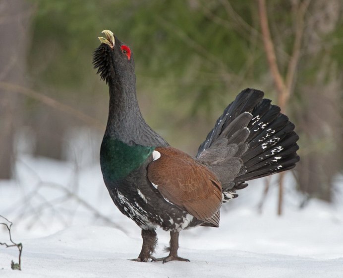 Глухарь - Capercaillie