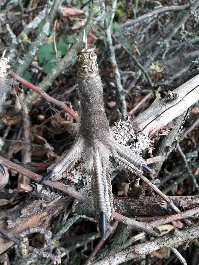 Глухарь (Tetrao urogallus)