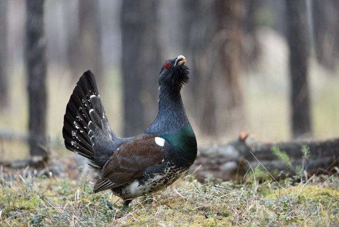 Глухарь (Tetrao urogallus)