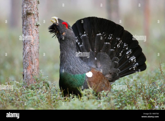 Глухарь (Tetrao urogallus)