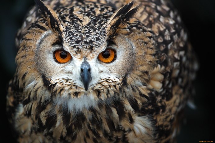 Северная пятнистая неясыть