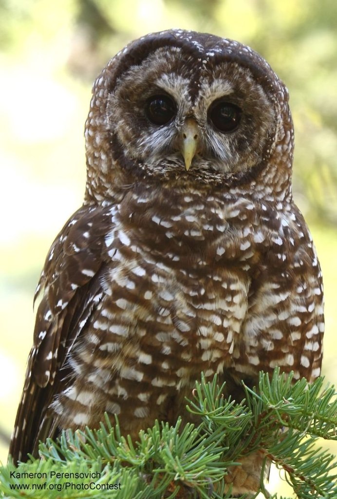 Неясыть Сова пятнистая