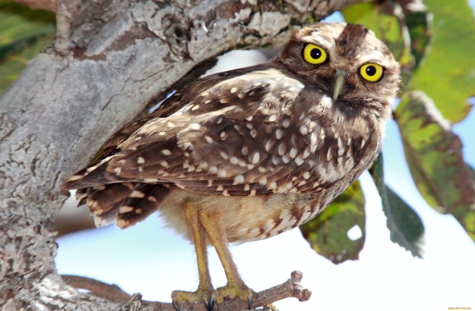 Как выглядит пятнистая Сова