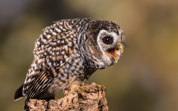 Как выглядит пятнистая Сова