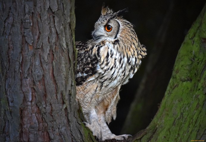 Пёстрая неясыть