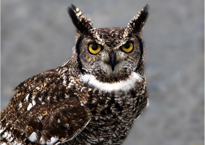 Пятнистая Сова