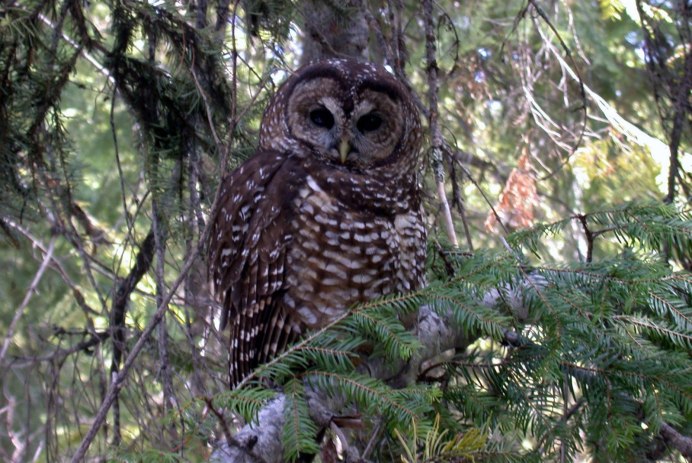 Полярная ушастая Сова