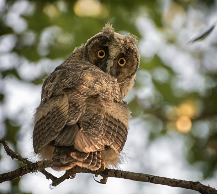 Пятнистая неясыть Совенок