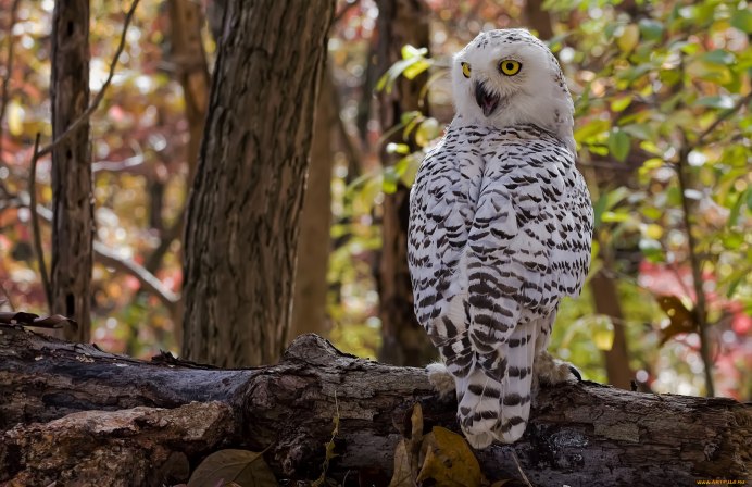 Северная пятнистая неясыть