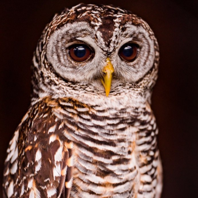 Пестрая неясыть Кемерово