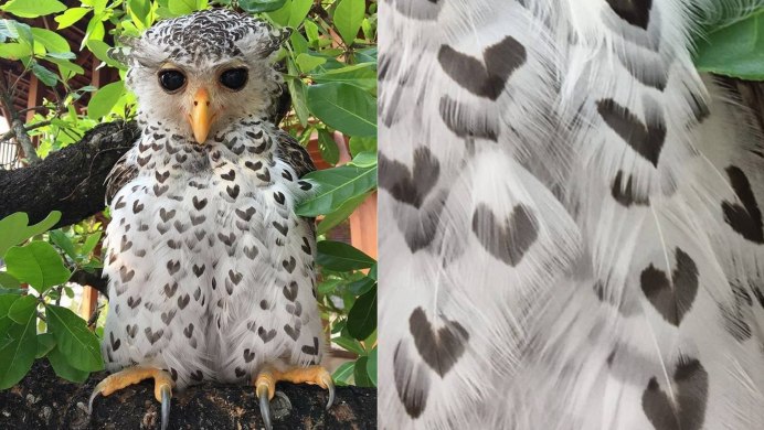 Пятнистый Филин