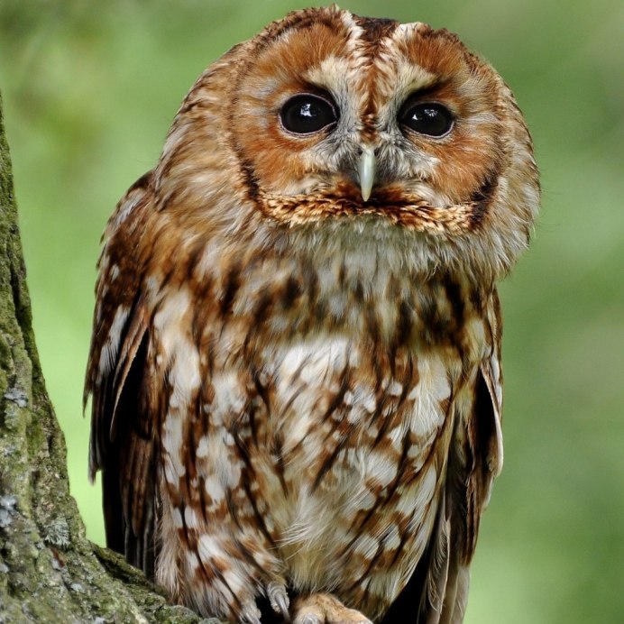 Пятнистый Филин