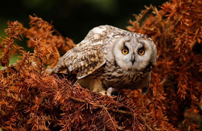 Пятнистый Филин