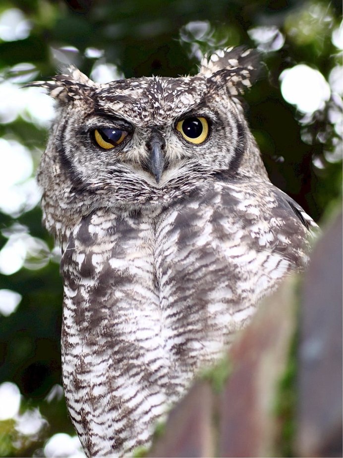 Сова пестрая неясыть