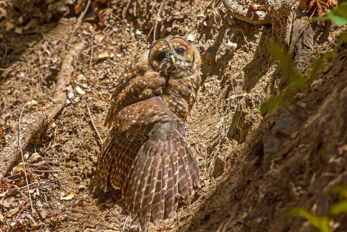 Северная пятнистая неясыть