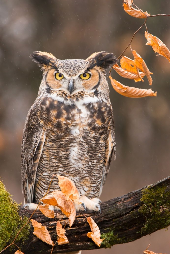 Пятнистый Филин