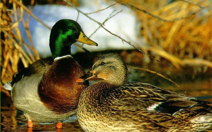 Утки водоплавающие птицы Ленинградской области