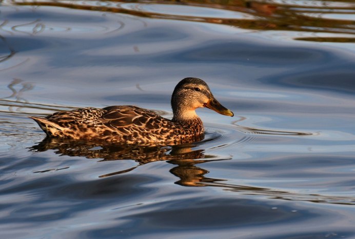Дикие утки птенцы кряква