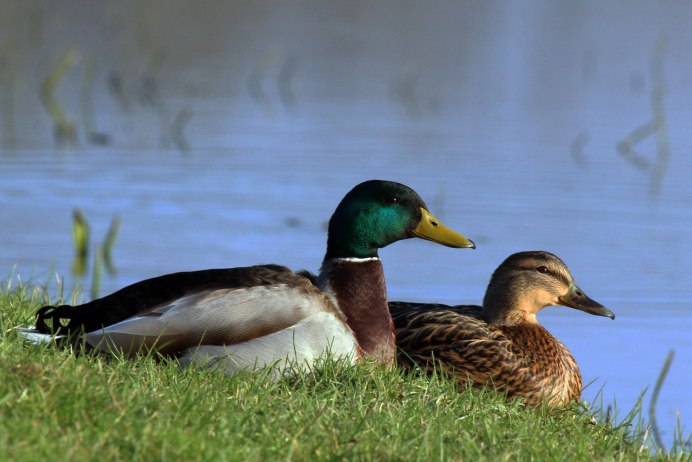 Кряква селезень