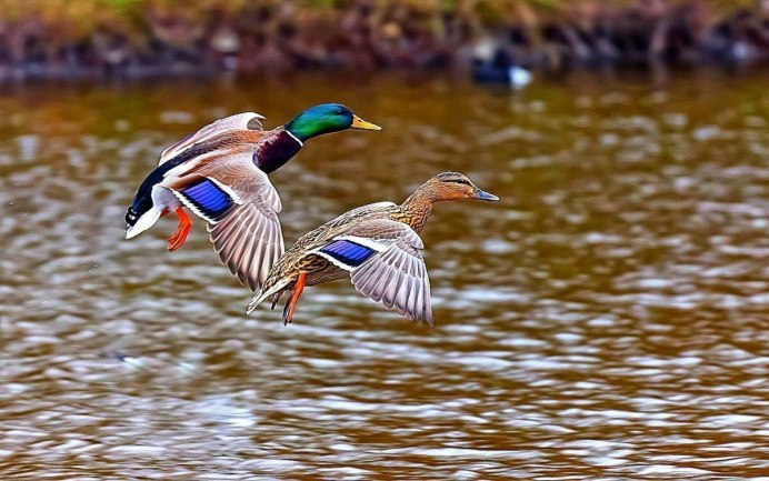 Селезень утки кряквы