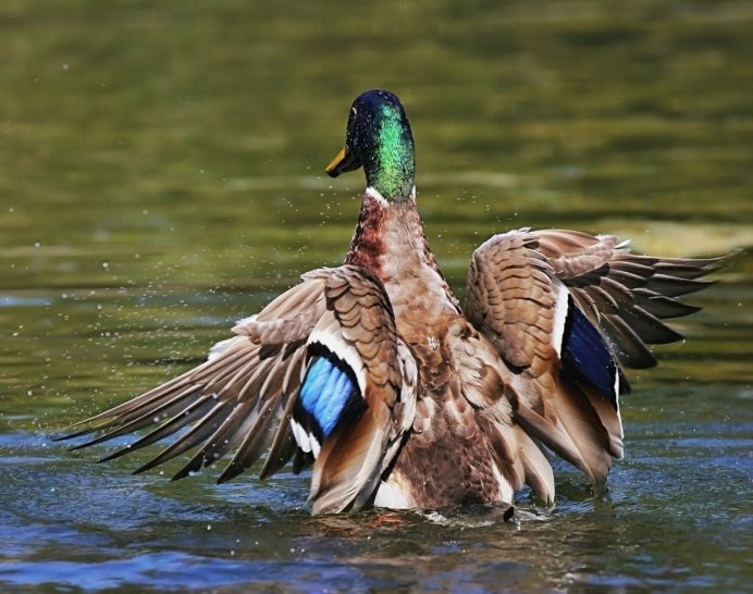 Утки взлетают