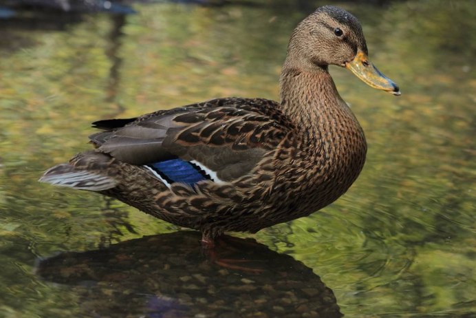 Породы уток кряква