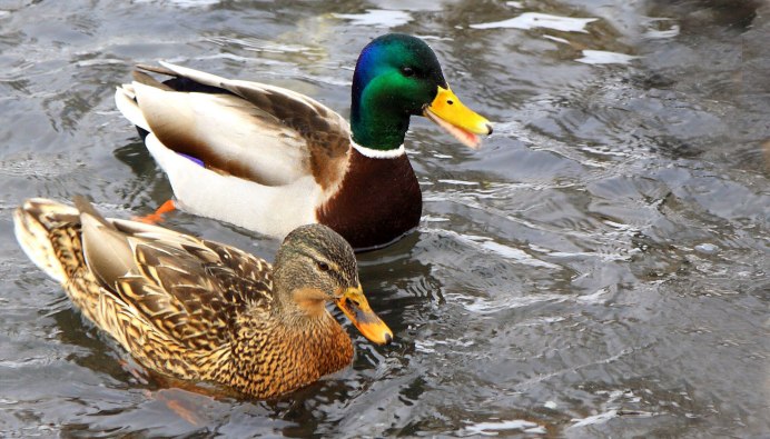 Птица утка кряква