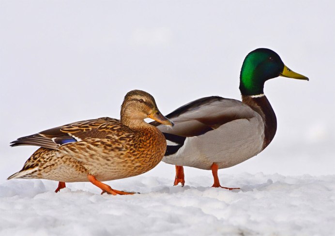 Утка кряква селезень