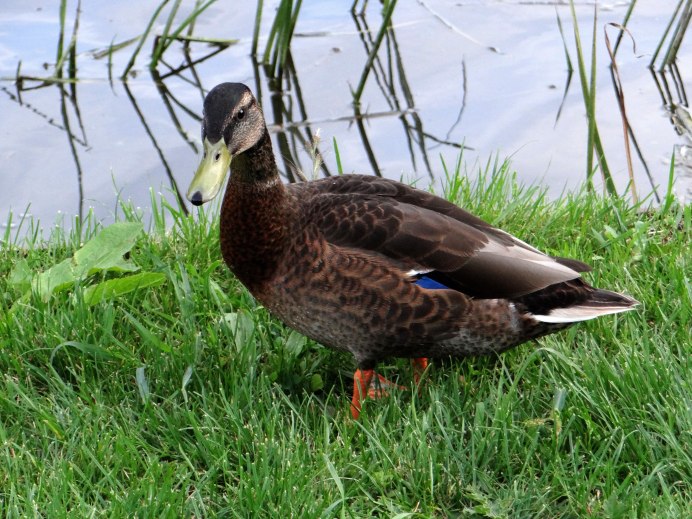 Утка кряква зимой